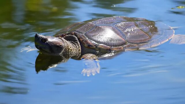 Turtle swims in blue water, wildlife animal with shell in pond. Close-up of animal in aquatic habitat, environment nature.