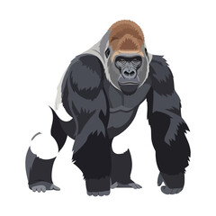 Naklejka premium Realistic illustration of a male silverback gorilla standing on all fours