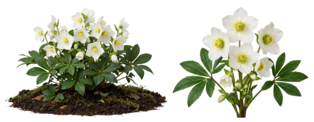 Christmas Rose Plant (Helleborus niger) Growing in Soil on Transparent Background