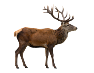 Brown Deer Side Profile View Isolated PNG
