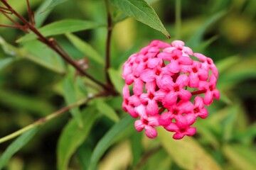 Panama Rose (Arachnothryx leucophylla) pink flowers in a garden