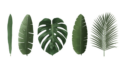 Tropical Green Leaves Illustration Set &ndash; Monstera and Palm Leaf Botanical Clipart