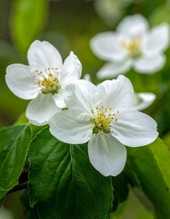 Close-up of delicate white blossoms on a branch with green leaves