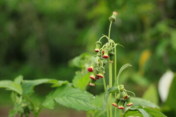 Emilia Sonchifolia flower buds