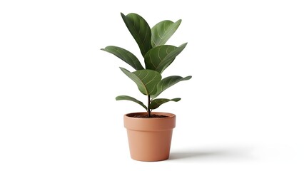Obraz premium Ficus tree in terracotta pot on white background