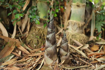 Bamboo Shoots on the ground