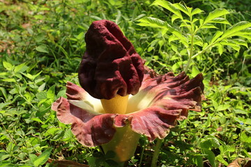 Amorphophallus Paeoniifolius Bloom