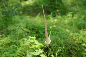 Amorphophallus Spadix in the forest