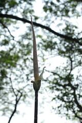 Variegated Voodoo Lily in spring