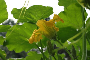 Edible Yellow Gourd Flower