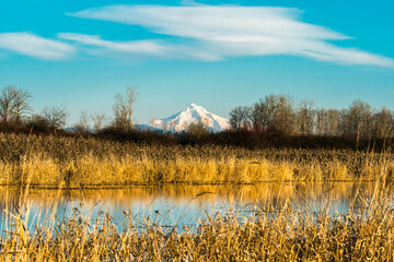 Oak Island Wildlife Refuge, Sauvie Island, Oregon