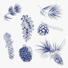 Set hand drawn line art pine cones, spruce and pine branches, nature elements vector illustration
