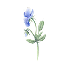 Watercolor of a blue pansy bud with green leaves and stem. Soft, realistic style perfect for invitations, cards, botanical prints, and spring-themed designs.
