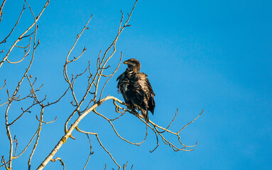 Birds in Oak Island Wildlife Refuge, Sauvie Island, Oregon