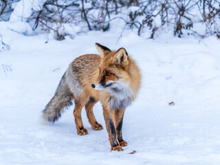 European Red Fox (Vulpes vulpes) in winter forest