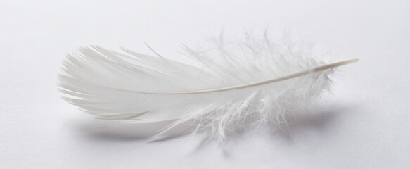 Fototapeta premium Pure white feather texture