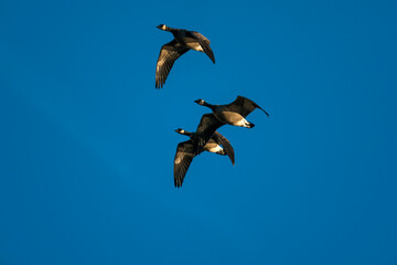 Birds in Oak Island Wildlife Refuge, Sauvie Island, Oregon