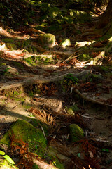 森に差す木漏れ日