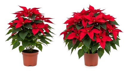 Two beautiful red poinsettia plants in terracotta pots for holiday decoration
