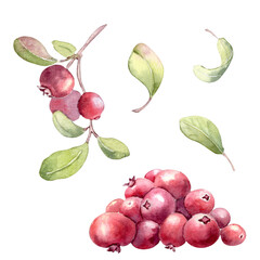 Watercolor illustration set of fresh lingonberry bunch with green twig and leaves isolated on white. Cowberry botanical art hand painted. Healthy berry food ingredient for recipe book or design.
