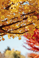 autumn leaves in the park