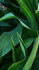 Close-up of lush, vibrant green leaves in natural light
