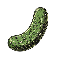 Pickle isolated white background 