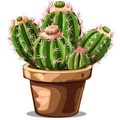 Pincushion cactus isolated 
