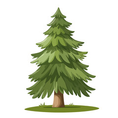 Pine tree isolated white background 