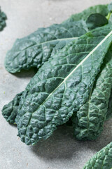 Obraz premium Healthy Italian Lacinato Dinosaur Kale