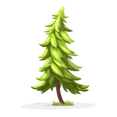 Pine tree isolated 