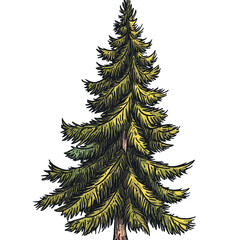 Pine tree 