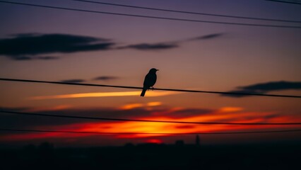 Silhouette of a bird perched on a power line against a vibrant sunset sky.