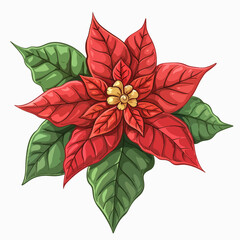 Poinsettia flowers illustration 
