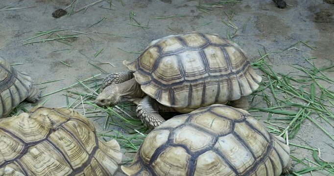 A serene moment showcasing tortoises in their natural habitat interacting among lush greenery.