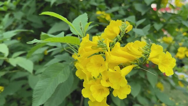 Yellow trumpetbush (Tecoma stans) flowers sway gently in the wind, showcasing vivid golden trumpet-shaped blooms clustered against lush green foliage.