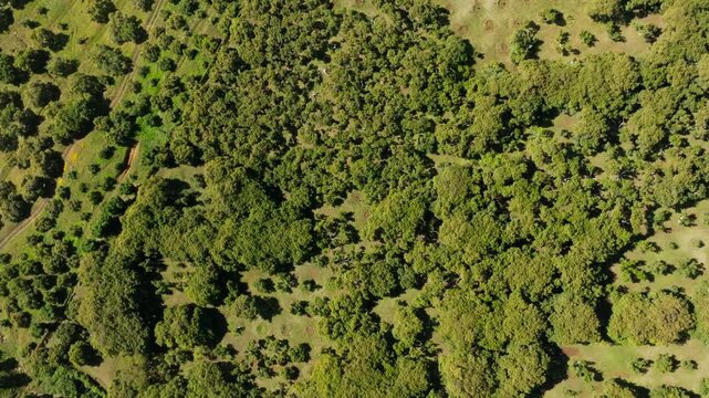 DRONE: TOP DOWN DOLLY IN ROTATING SHOT OF AN AVOCADO FARM FROM ABOVE.