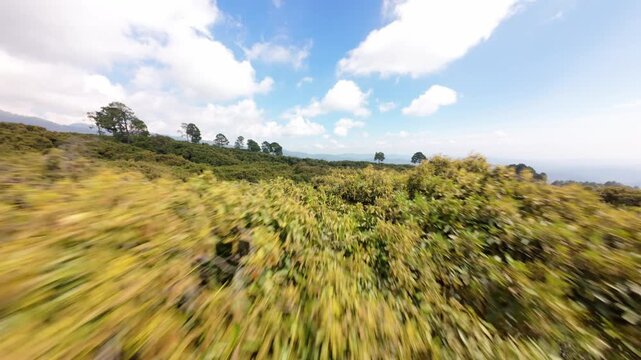 DRONE FPV DOLLY IN PROXIMITY SHOT OF AVOCADO TREES IN AN AVOCADO FARM IN MICHOACAN