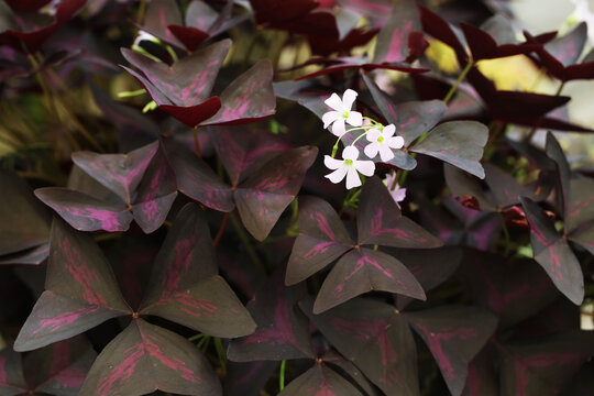 Purple Shamrock or False Shamrock (Oxalis triangularis) beautiful pot plant