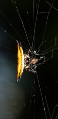 The&nbsp;Four-spined Jewel Spider&nbsp;or Gasteracantha quadrispinosa is&nbsp;a distinctive and brightly coloured species of spiny orb-weaver.
