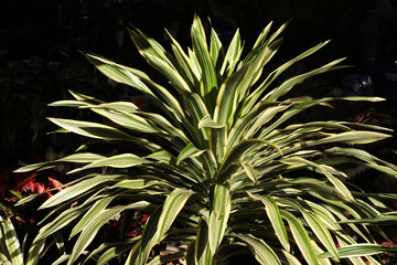Rare and expensive variegated leaf Dracaena cochinchinensis under morning sunshine