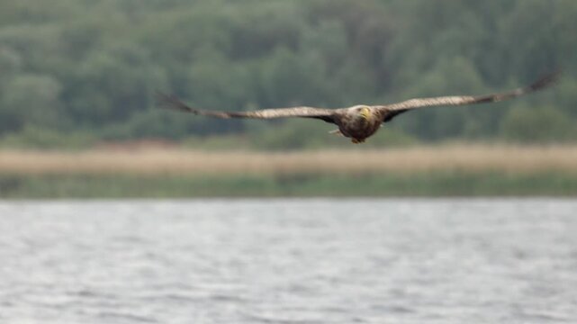 A successful hunt by white-tailed eagle (Haliaeetus albicilla) finally catching a fish, North Poland. Slow motion 4K video, selective focus on bird's eye