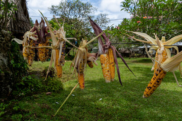 Corn Cobbs drying on the line