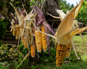 Corn Cobbs drying on the line