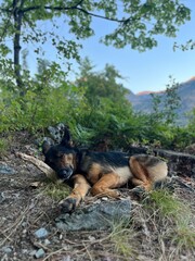 Sleeping German Shepherd Dog Resting Outdoors in Nature