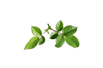 green leaves rose  isolated on white