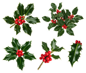 Fresh holly branches with glossy green leaves and bright red berries, isolated on transparent background.