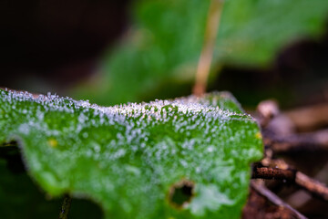 霜が降り、白く氷を纏った葉っぱ