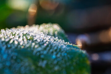 霜が降りた朝、日差しを受けて輝く葉