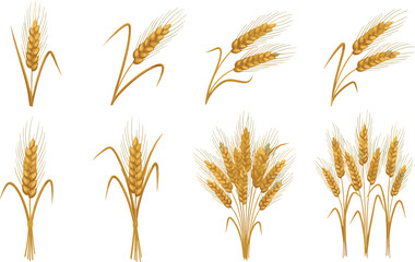 Collection of golden wheat ears and stalks in various arrangements grain agriculture